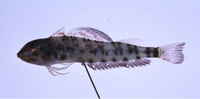 Helcogramma hudsoni, Hudson's triplefin: