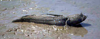 Boleophthalmus pectinirostris, : fisheries