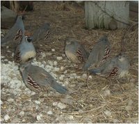 Gambel's Quail, Callipepla gambelii