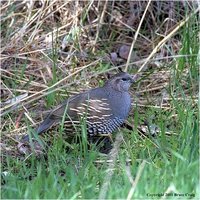 Valley Quail male