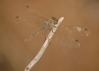 Sympetrum fonscolombii - Red-veined Darter