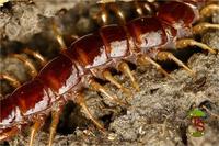 Lithobius forficatus