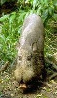 Image of: Sus barbatus (bearded pig)