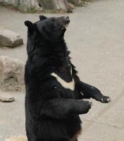 Image of: Ursus thibetanus (Asiatic black bear)