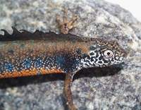 Triturus dobrogicus - Danube Crested Newt