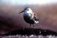 Calidris ptilocnemis - Rock Sandpiper