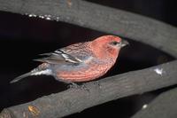 Pinicola enucleator - Pine Grosbeak