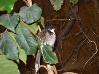 Pycnonotus jocosus - Red-whiskered Bulbul