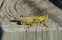 Image of: Melanoplus differentialis (differential grasshopper)