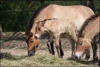 Equus ferus przewalskii - Przewalski's Wild Horse