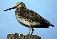 Image of: Gallinago gallinago (common snipe)