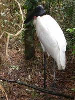 Image of: Jabiru mycteria (jabiru)