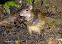 Dasyprocta punctata - Central American Agouti