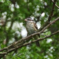 Image of: Pheucticus ludovicianus (rose-breasted grosbeak)