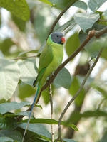 Image of: Psittacula finschii (grey-headed parakeet)