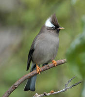 Image of: Yuhina diademata (white-collared yuhina)