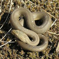 Natrix tessellata