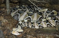 Bitis gabonica - Gaboon Viper