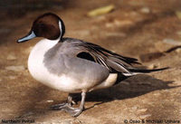 Northern Pintail - Anas acuta