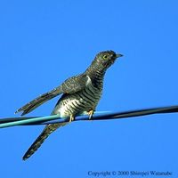 Oriental Cuckoo - Cuculus saturatus