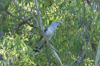 Channel billed Cuckoo