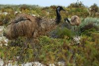 Emu