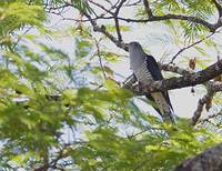 Madagascar Cuckoo (Cuculus rochii) photo