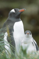 Gentoo Penguin (Pygoscelis papua) photo