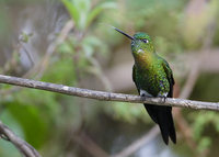 Golden-breasted Puffleg (Eriocnemis mosquera) photo