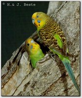 Budgerigar - Melopsittacus undulatus