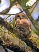 Collared Owlet - Glaucidium brodiei