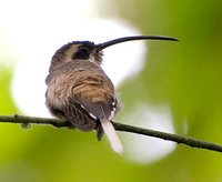 Western Long-tailed Hermit - Phaethornis longirostris