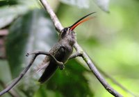 Great-billed Hermit - Phaethornis malaris