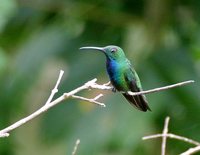 Green-breasted Mango - Anthracothorax prevostii