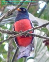 Lattice-tailed Trogon - Trogon clathratus