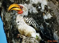 Southern Yellow-billed Hornbill - Tockus leucomelas