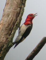 Red-headed Woodpecker - Melanerpes erythrocephalus