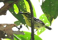 Yellow-browed Antbird - Hypocnemis hypoxantha
