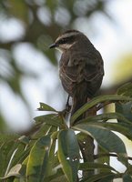 Piratic Flycatcher - Legatus leucophaius