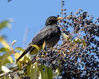 Yellow-legged Thrush - Platycichla flavipes