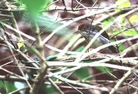 Common Tailorbird - Orthotomus sutorius