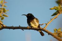 Souimanga Sunbird - Cinnyris souimanga