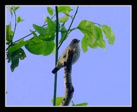 Biak White-eye - Zosterops mysorensis