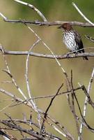 Violet-backed Starling - Cinnyricinclus leucogaster