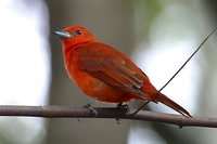 Hepatic Tanager - Piranga flava