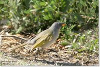 Great Pampa-Finch - Embernagra platensis