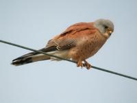 Lesser Kestrel