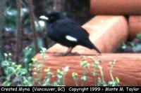 Crested Myna  (Vancouver, British Columbia)