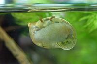 물달팽이 장구벌레 식사