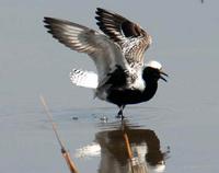 Black-bellied Plover